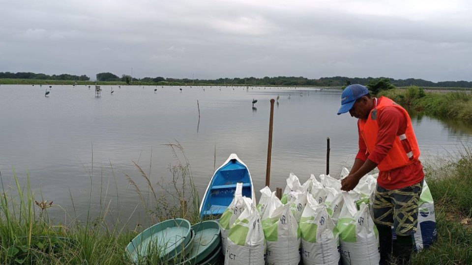 blue-impact-feed-being-fed-at-edpacific-farm-ec