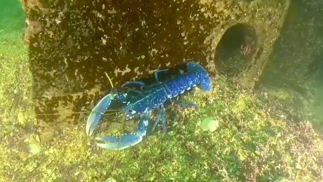 Bogavante azul