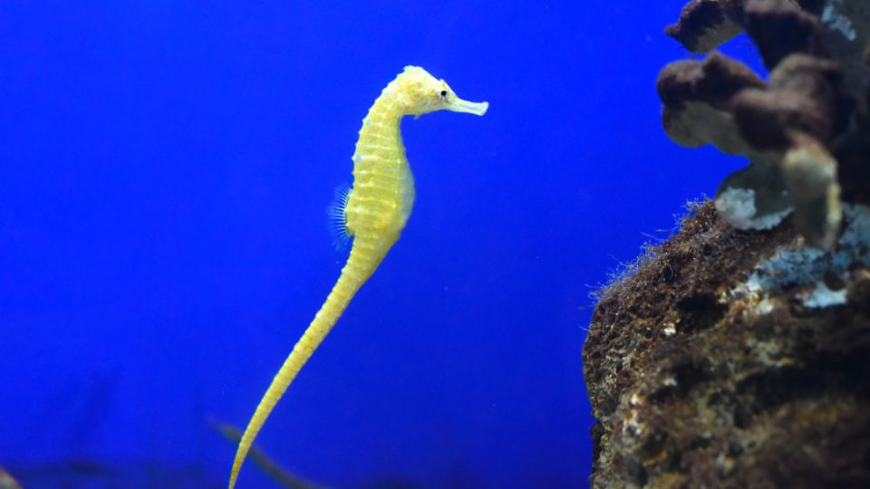 Caballito de mar (Hippocampus sp)