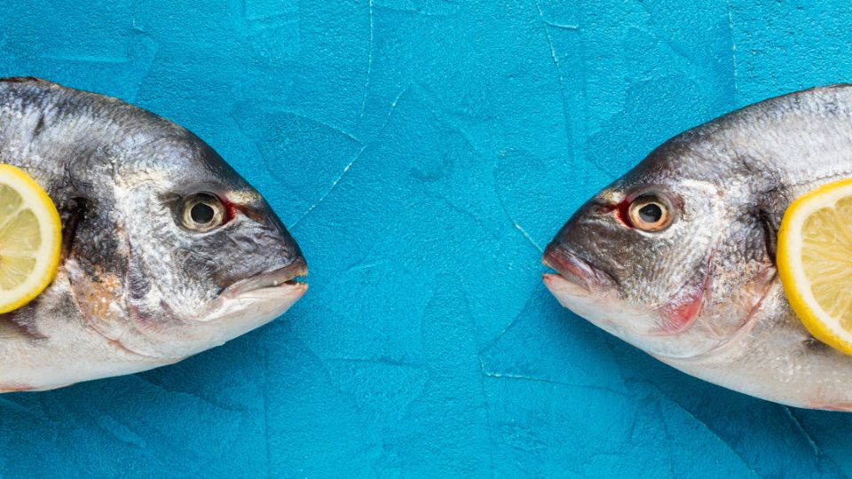 Cabezas de pescado frente a frente