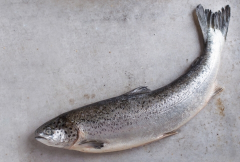 Salmón sobre repisa