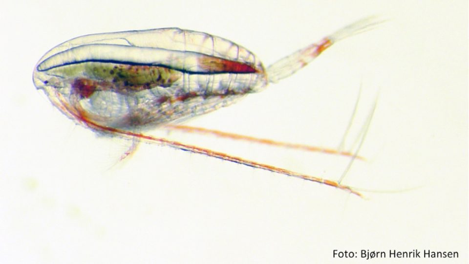 calanus-finmarchicus-bjorn-henrik-hansen