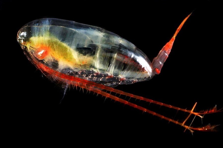 Calanus | Zooca Calanus | Zooca