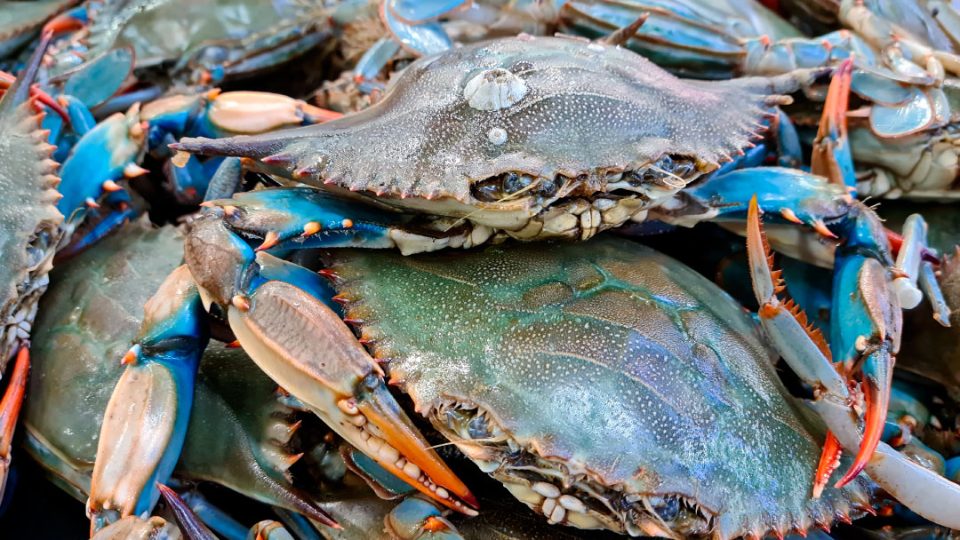 Cangrejo azul en pescadería