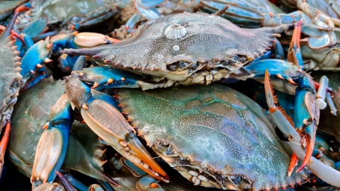 Cangrejo azul en pescadería