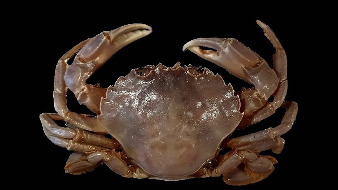 Cangrejo de Andalucía (Polybius dioscurus)
