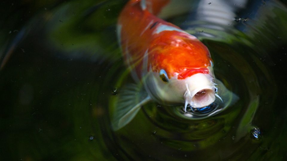 Carpa koi (Cyprinus carpio)