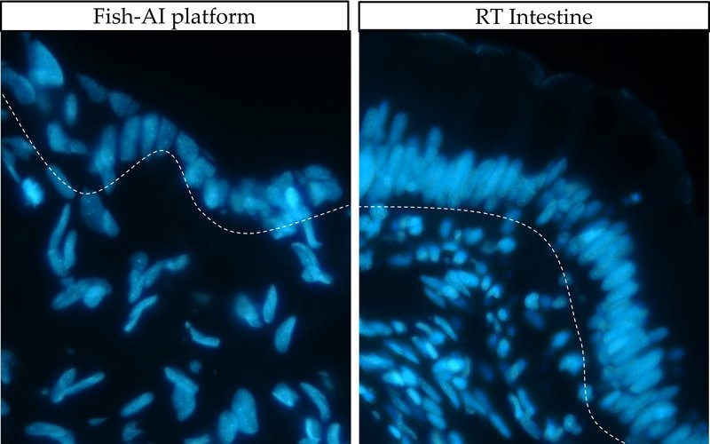 Células intestinales proyecto Fish AI Células intestinales proyecto Fish AI