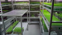 Usan vesículas de membrana de cianobacterias para mejorar el sistema inmune en peces