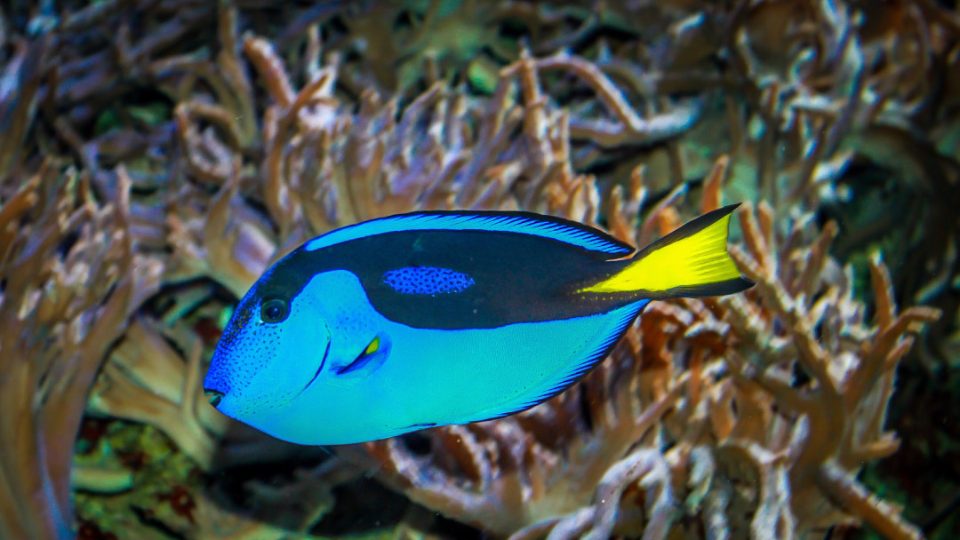 Cirujano azul del Pacífico