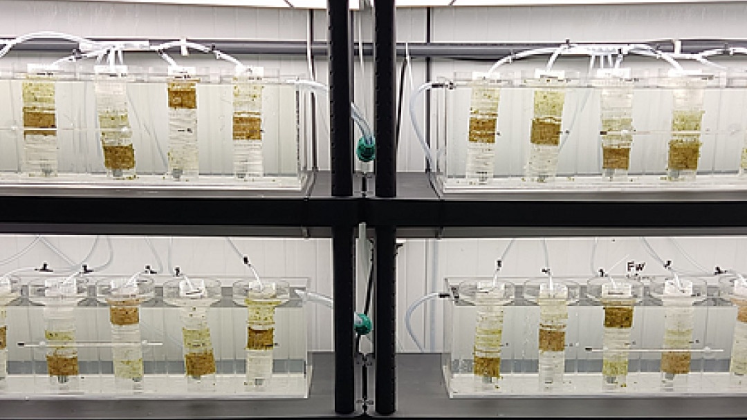 Alga Codium cultivada de forma experimental | CTAQUA