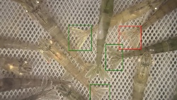 Aprendizaje profundo para mejorar la precisión en la detección del virus de la mancha blanca en langostinos