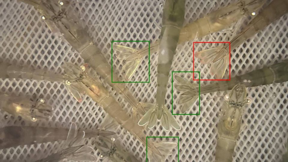 ControlShrimp, colas de langostinos