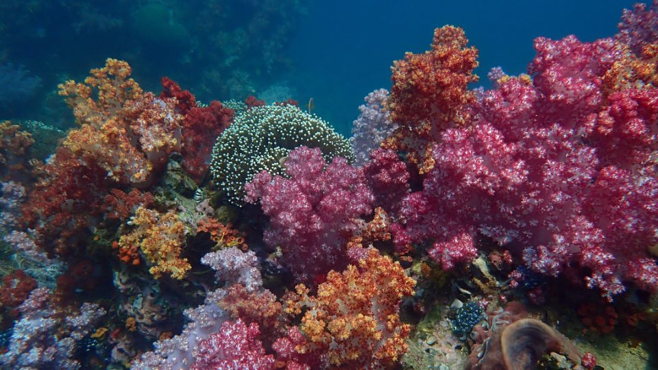Arrecifes de coral