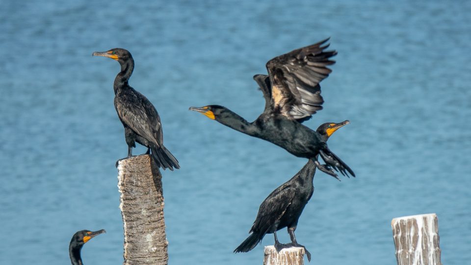 Cormorán grande (Phalacrocorax carbo)