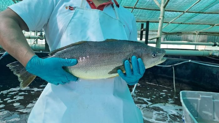 Ejemplar de corvina (Cilus gilbertis), Produce Perú Ejemplar de corvina (Cilus gilbertis), Produce Perú