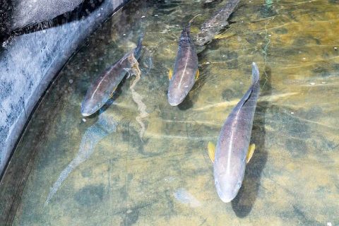 Corvina (Cilus gilbertis) Fundación Chile