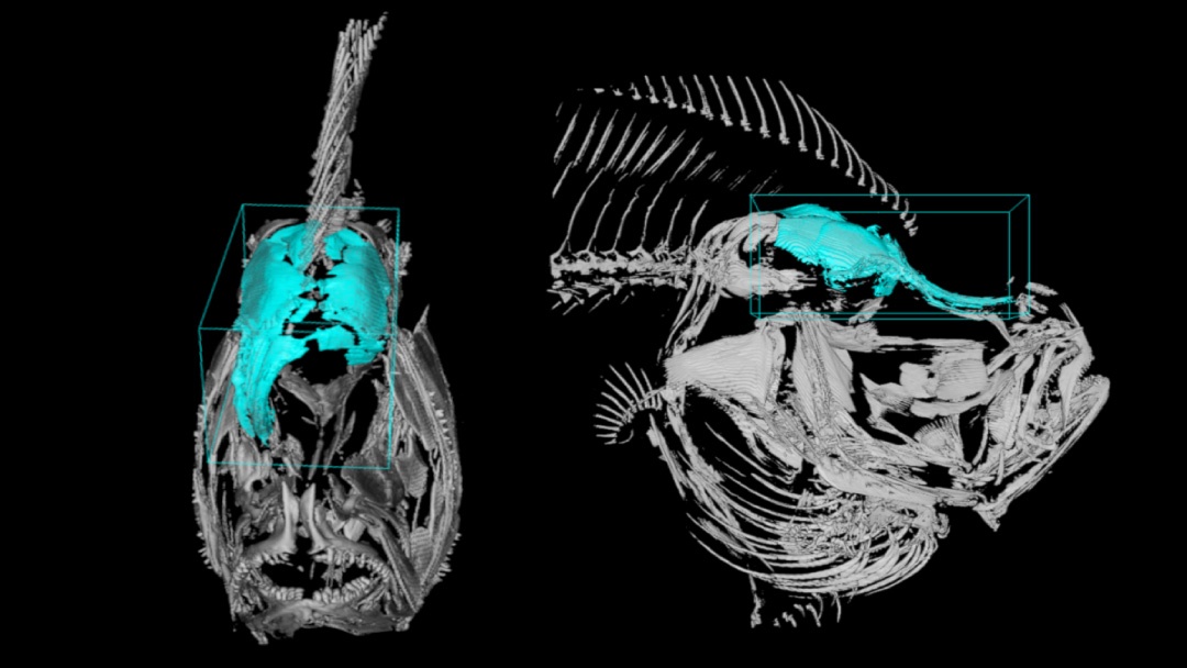 CSIC genoma del rodaballo