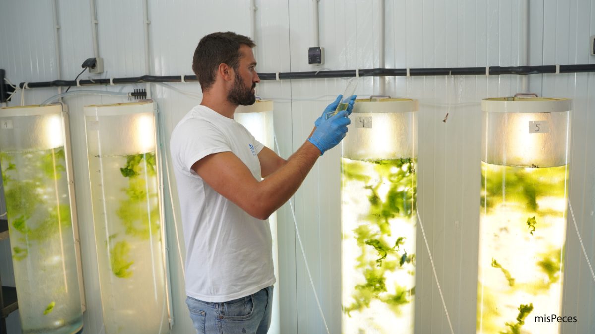 Técnico de CTAQUA con alga Ulva