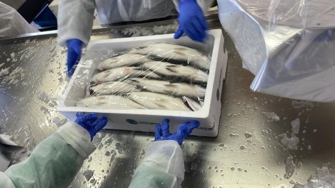 Caja de lubinas de CULMAREX