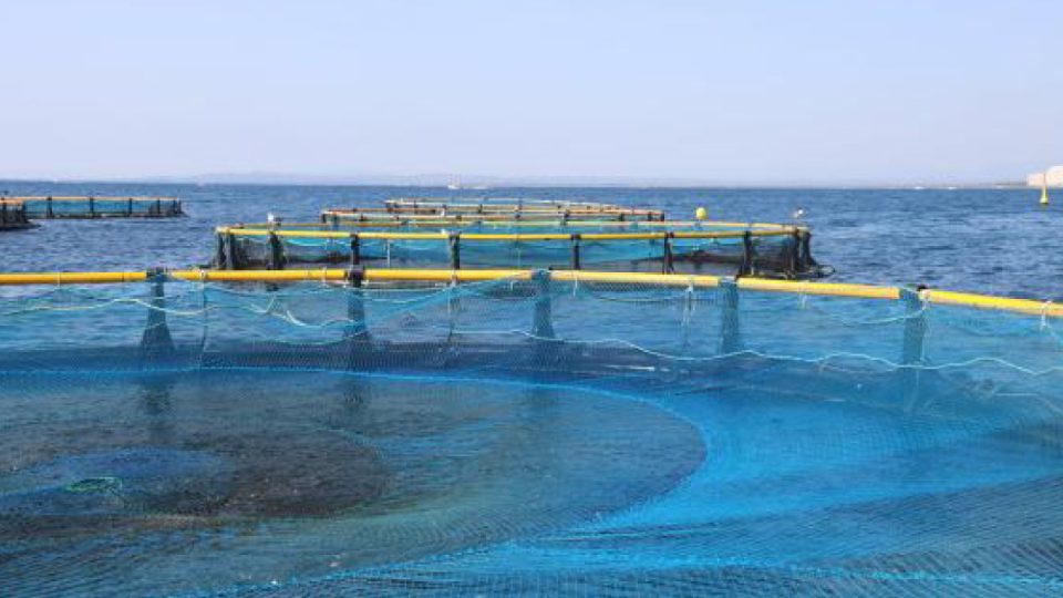 cultivo de alga Ulva sp en la Bahía de Roses