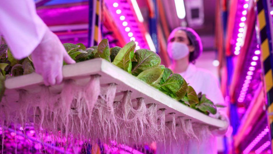 Cultivo hidropónico de lechugas