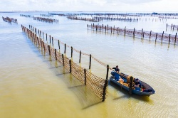 Consejo Asesor de Acuicultura publica un estudio sobre los efectos del cambio climático en la actividad