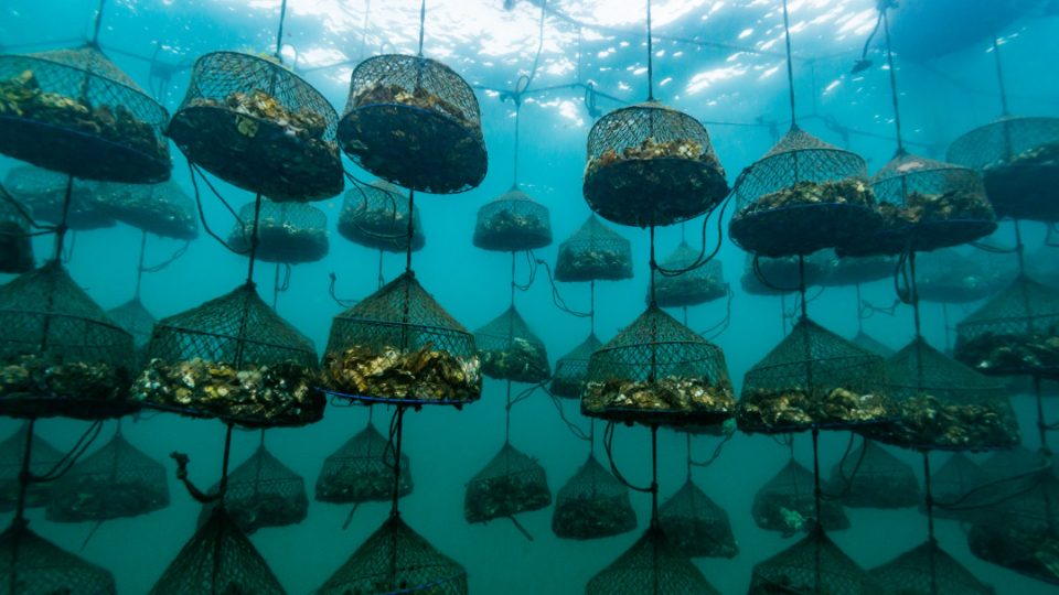 Cultivo de ostras en Japón