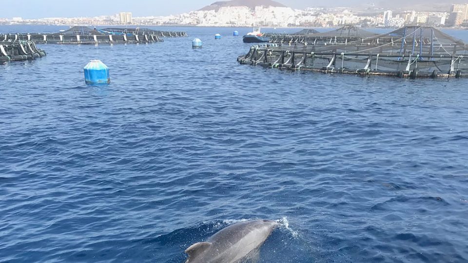 Cultivos Marinos del Teide