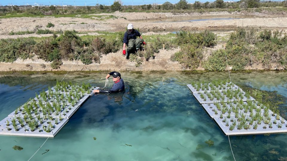 CUPIMAR Multitrófico - IMRAS salicornia