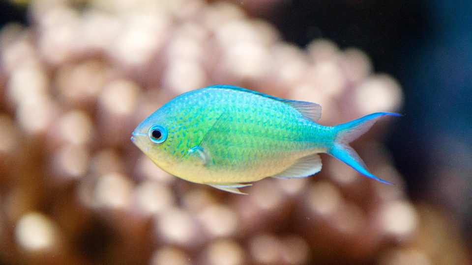 Damisela verde (Chromis viridis)
