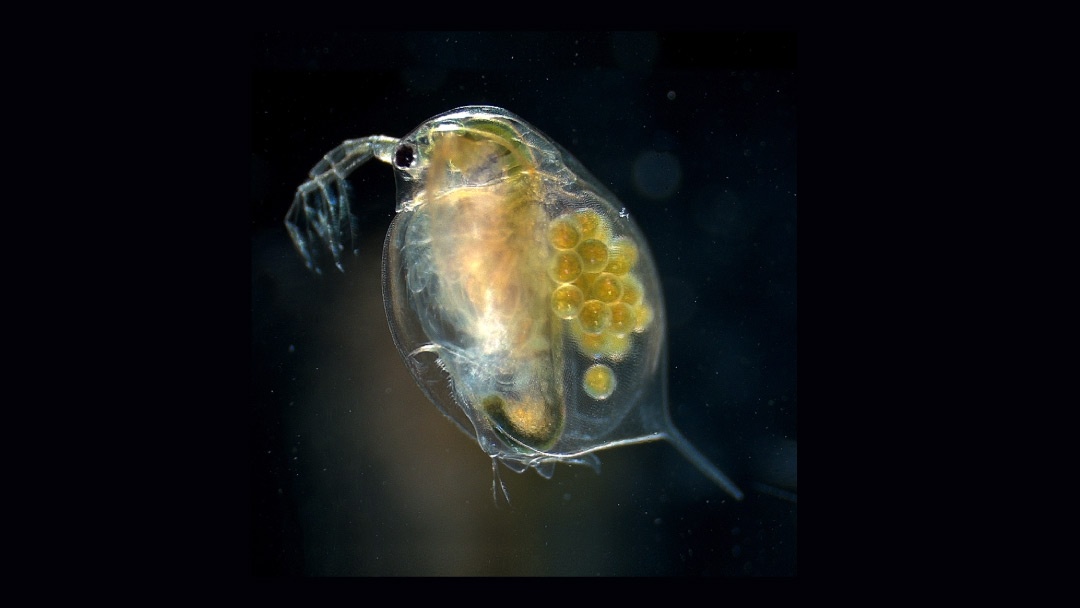 Daphnia magna, wikipedia Daphnia magna, wikipedia