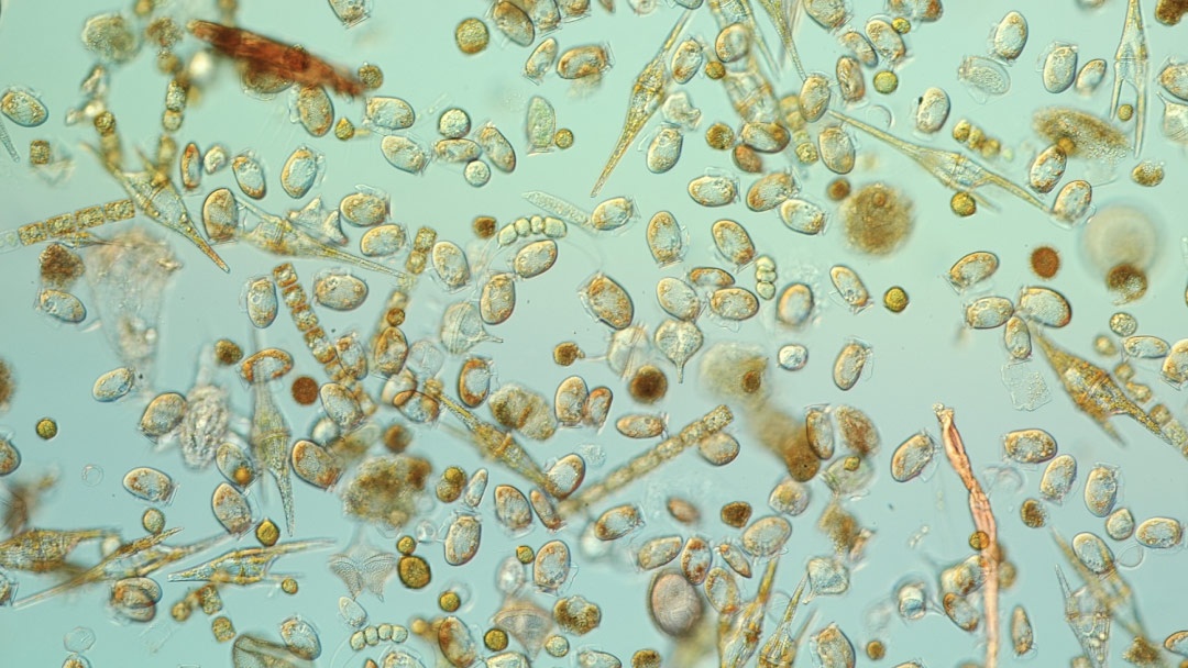 Dinophysis acuminata, IEO Vigo