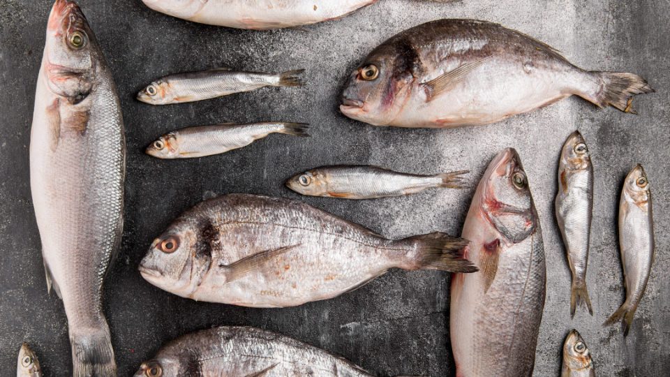 Doradas, lubinas y peces