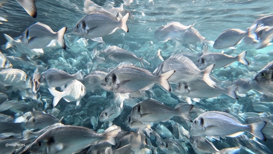 doradas bajo el agua