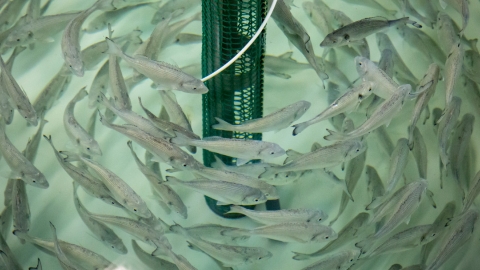 Doradas en tanque experimental (CIHEAM)