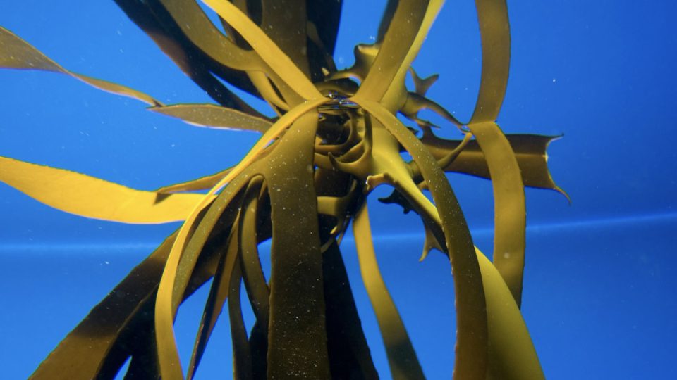 Ecklonia maxima, alga bambú