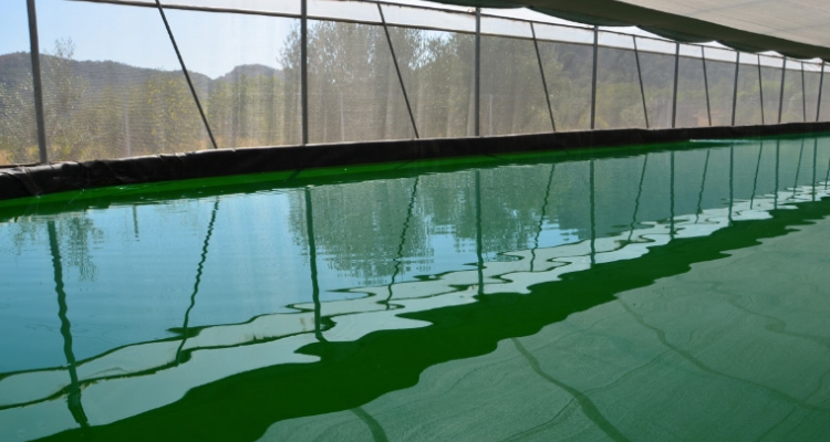 cultivo en invernadero de espirulina
