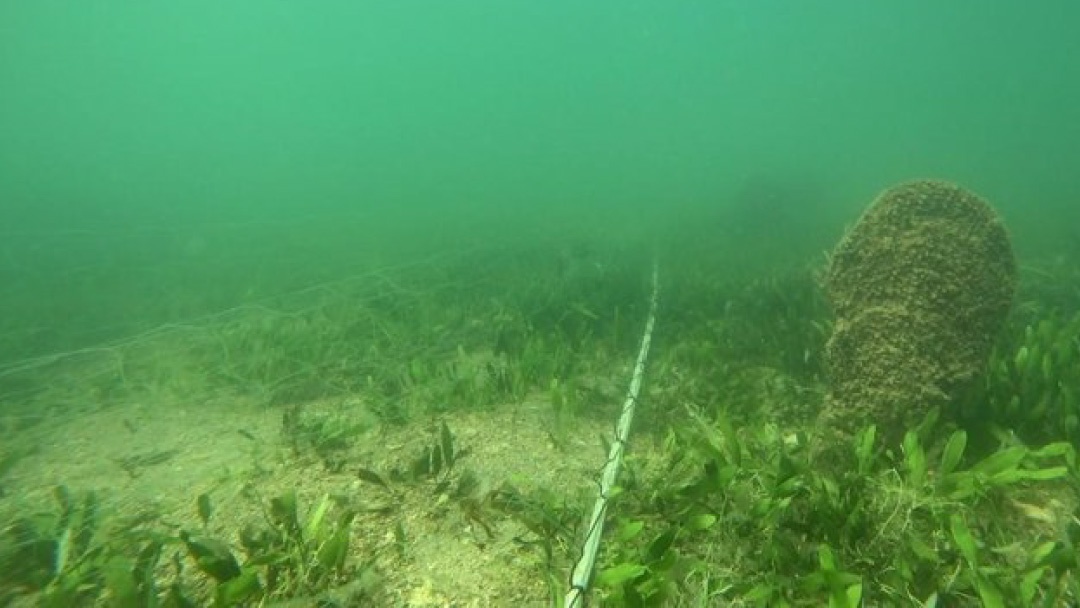 Ecologistas en Acción denuncia redes pesca donde nacras