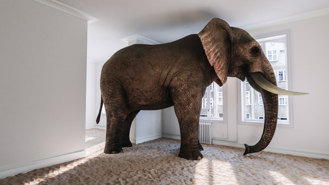 Elefante en habitación Elefante en habitación