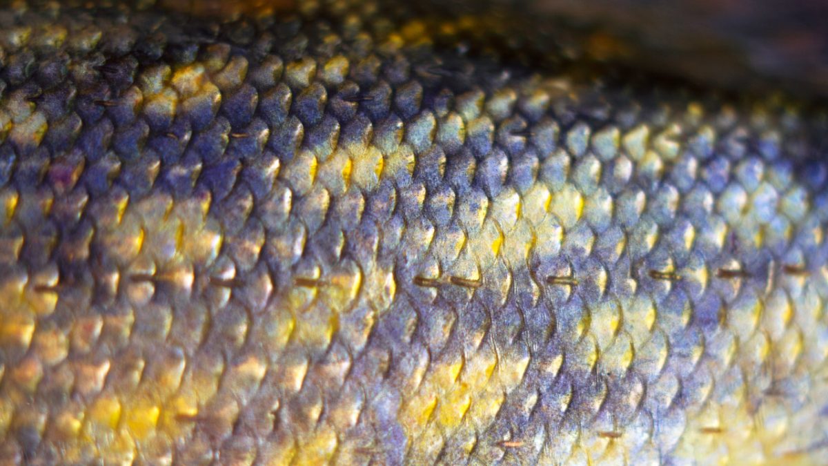 escamas de pescado