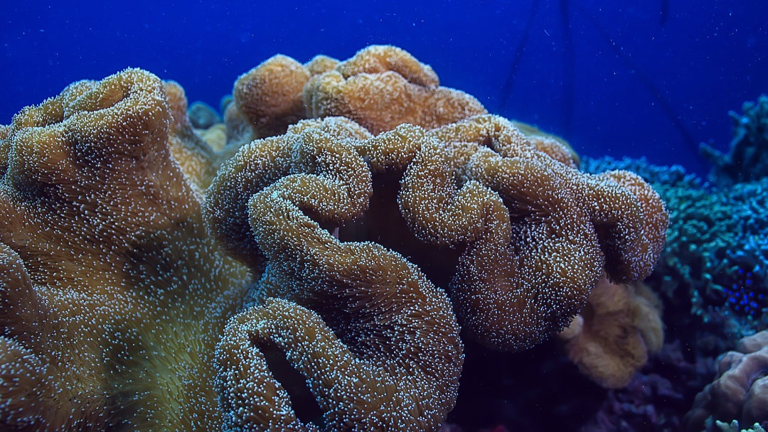 Esponja en el océano Esponja en el océano