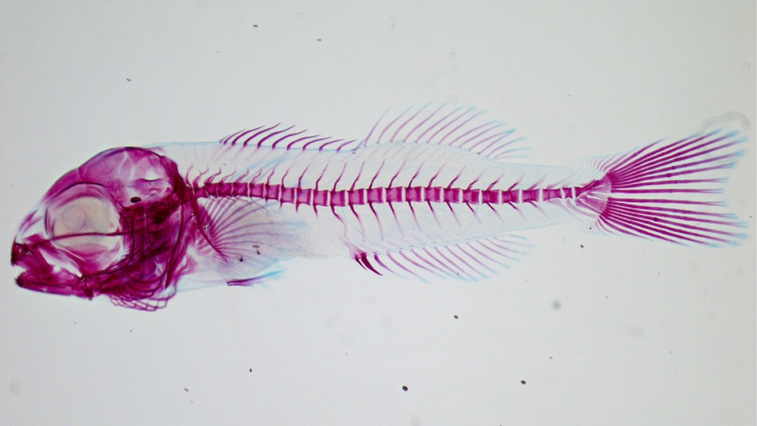 Esqueleto de larva de dorada Esqueleto de larva de dorada