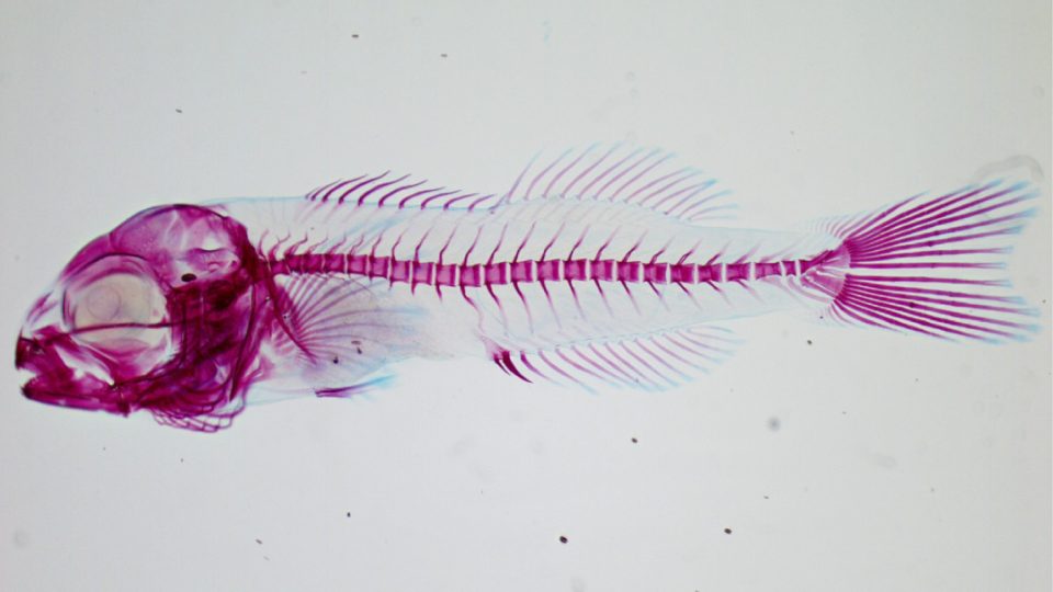 Esqueleto de larva de dorada