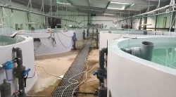 Futuna Blue España bate récord de producción de juveniles de seriola