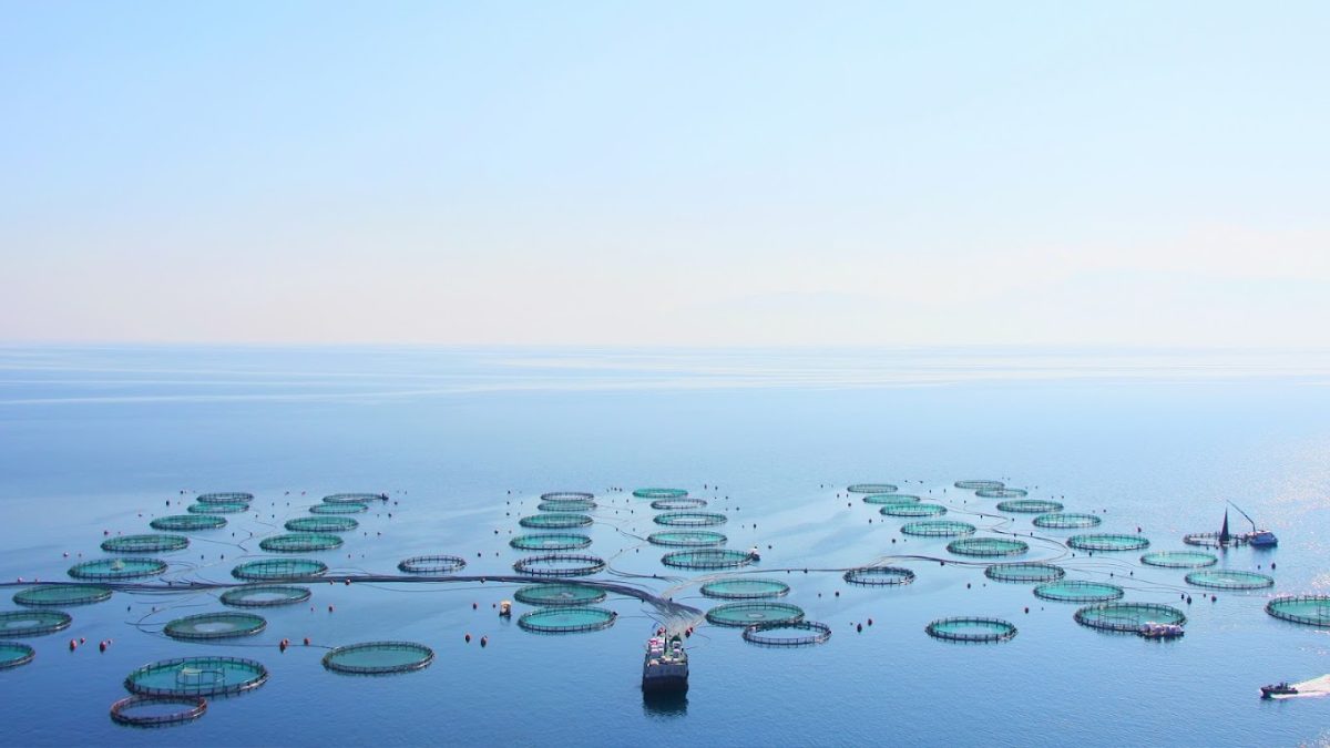 Galaxidi Fish Farm