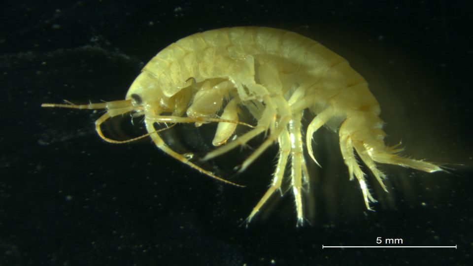anfípodo marino Gammarus insensibilis
