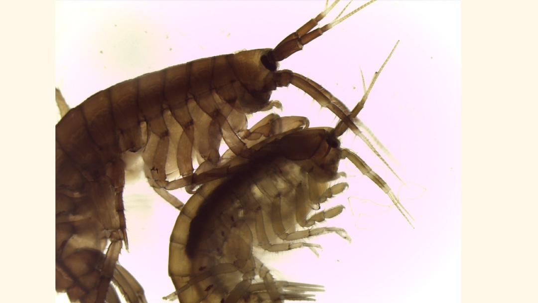 Gammarus locusta |Hilke Alberts Hubastsh