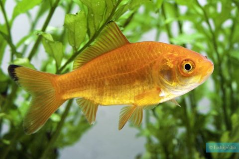 Pez dorado (Carassius auratus)