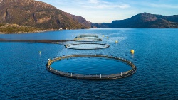 Dibaq Aquaculture explica el uso de los vegetales fermentados en acuicultura
